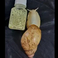 حلزون آچاتینا