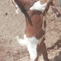 چپشت