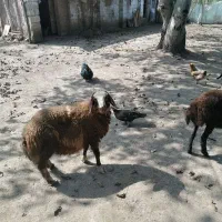 فروش (بره) گوسفند پرواری