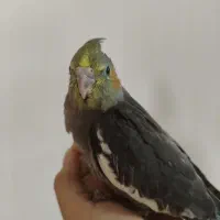 عروس هلندی دو ماهه