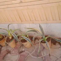 گل وگیاه ارزان