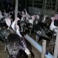 بوقلمون و مرغ محلی و تخم بوقلمون نطفه دار|حیوانات مزرعه|شلمان, |دیوار