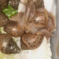 حلزون|خزنده|میاندوآب, |دیوار