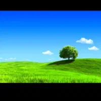 اجاره-8هکتار-زمین-کشاورزی