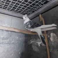 کبوتر|پرنده|نظرآباد, رسالت|دیوار