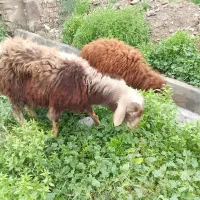 بره ماده افشاری کبود