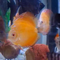 دیسکس رد ملون