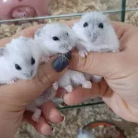 همستر کمپل نر و ماده حدودا 2ماهه