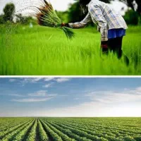 آبیاری گندوم