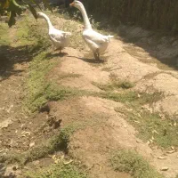 غوغاز اکرینی