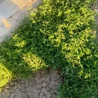 نشا گوجه بذر اصلاح شد