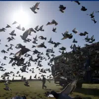 کفتر مسافتی