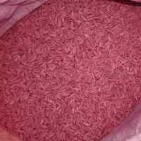 بذر خربزه مشهدی