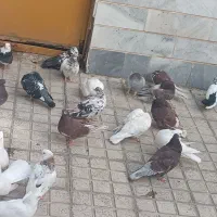 23تا کفتر یجا باهم