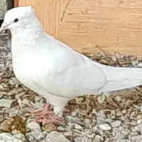 تعدادی کبوتر رنگی|پرنده|آبدان, |دیوار