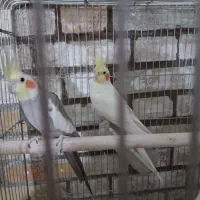 مرغ عروس