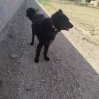 سگ قدرجونی|سگ|ابرکوه, |دیوار