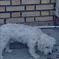 سگ گمشده