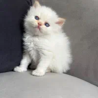 گربه پرشین بریتیش