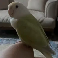 طوطی برزیلی