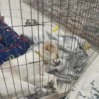 فروش فوری سگ پیکینز|سگ|تهران, مینای شمالی (مخبر)|دیوار