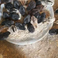 جوجه مرغ عربی اصل بشرط کرک ۸روزه|حیوانات مزرعه|بندر ماهشهر, |دیوار