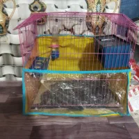 مرغ عشق|پرنده|خاش, |دیوار