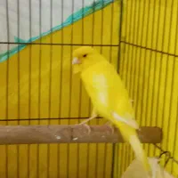 قناری سوپر کشیده بلند نر بخوان|پرنده|رشت, جهاد|دیوار