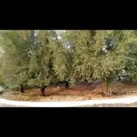 فروش ۲۵ هکتار زمین مناسب برای ساخت مسکن|فروش زمین و ملک کلنگی|شیراز, برمشور علیا|دیوار