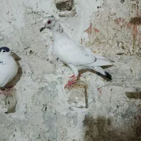 سینه سیاه  سارکاکلی