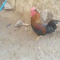 خروس چهل تاج