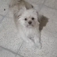 سگ نژاد شیتزو تریر|سگ|مشهد, وحید|دیوار