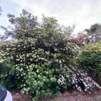 کمک در زمینه دعا