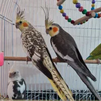 عروس هلندی جفت سالم