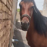 اسب