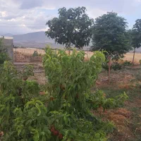 فروش-باغ