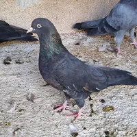 جفت کله ای برنجی ماده|پرنده|اهواز, ۲۴ متری|دیوار