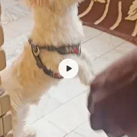 سگ تربیت شده
