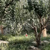 فروش فوری باغچه ۲۰۰مترنهالستان باباسلمان قدس