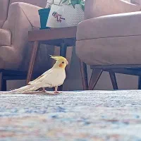 عروس هلندی گمشده