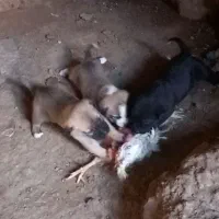 ووااگذ|سگ|سراب, |دیوار