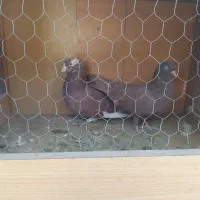 کفترانگلیسی اصل وتهرانی|پرنده|ملارد, |دیوار