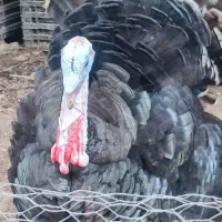 بوقلمون سینه پهن امریکایی