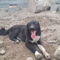 این سگ واگذار میشود