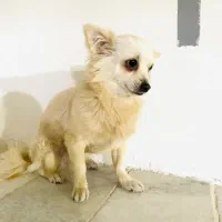 فروش سگ پامرانین روباهی ماده
