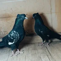 فروش جفت جوجه سینه سیاه|پرنده|شیراز, دارالرحمه|دیوار