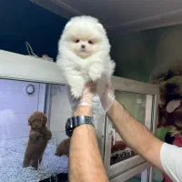 دفتر نژاد سگای اصیل و فانتزی