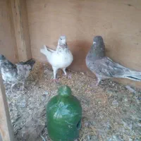 ۳ عدد کبوتر پرشی غریب