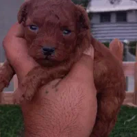 سگ پودل تاینی توی