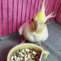 عروس هلندی دستی لوتینو ماده|پرنده|لنجان, |دیوار